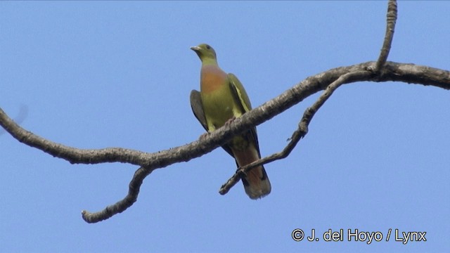 Bindengrüntaube - ML201322671