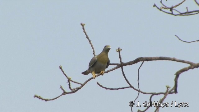 Yellow-footed Green-Pigeon - ML201322691