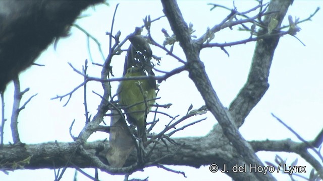 Common Iora - ML201322711