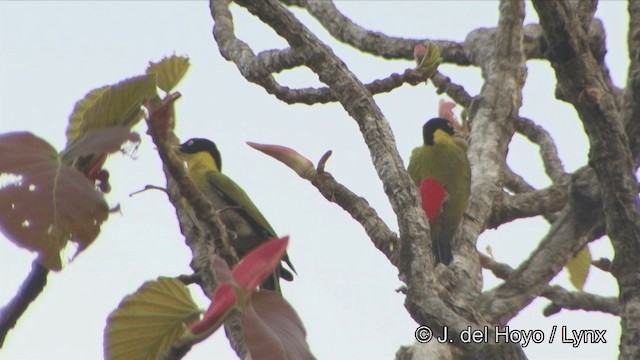 Black-headed Woodpecker - ML201322771