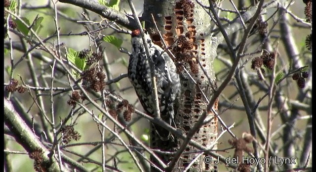 Yellow-bellied Sapsucker - ML201322791