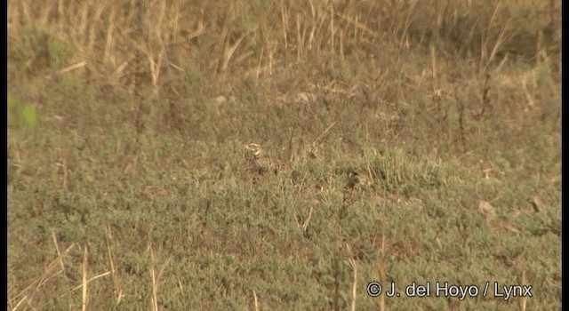 Bimaculated Lark - ML201322801