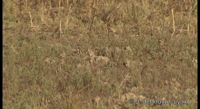 Bimaculated Lark - ML201322811