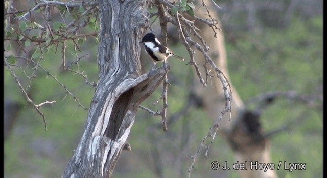 White-naped Tit - ML201322821