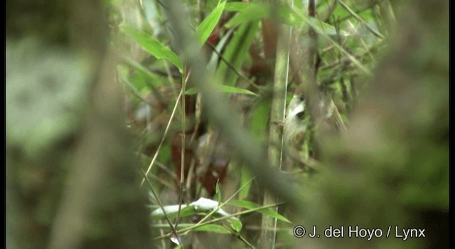 Golden Parrotbill - ML201322881