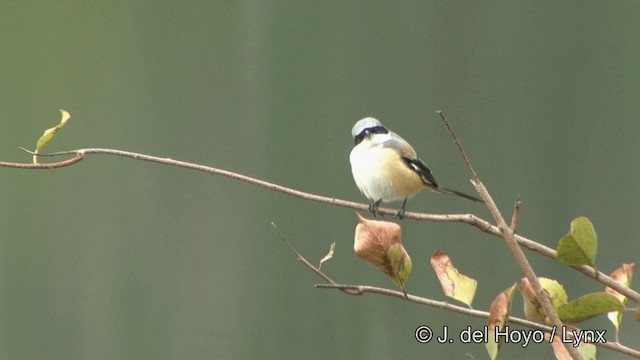 Long-tailed Shrike (erythronotus/caniceps) - ML201322891