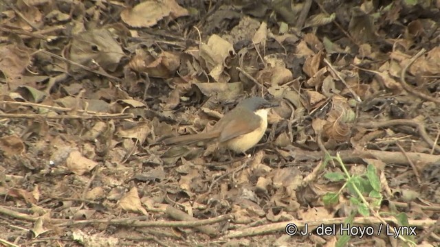 Ashy Prinia - ML201322941