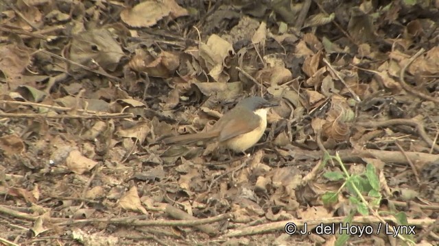 Ashy Prinia - ML201322941