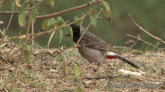 Bulbul à ventre rouge - ML201322951