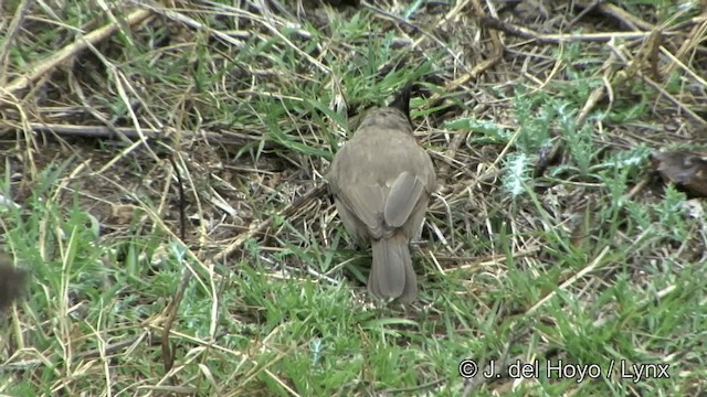 Red-whiskered Bulbul - ML201322991