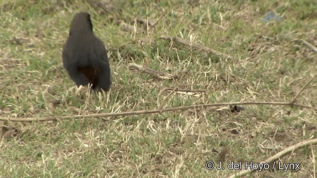 Indian Robin - ML201323011