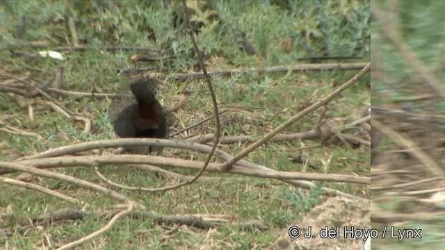 Indian Robin - ML201323031