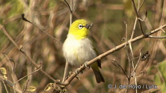 Indian White-eye - ML201323081