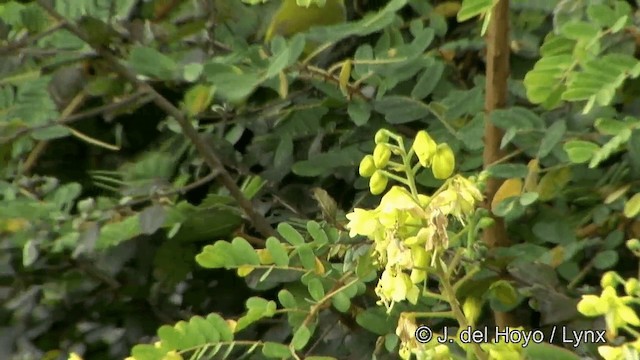 Indian White-eye - ML201323091