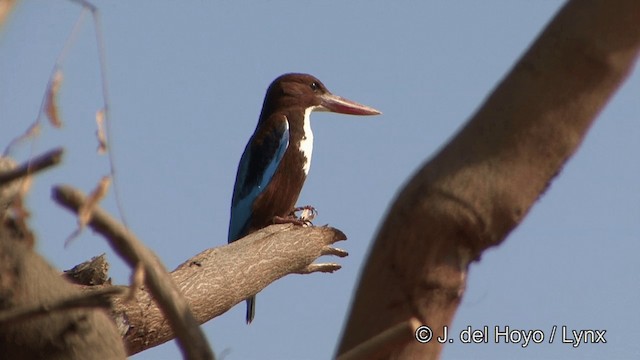 White-throated Kingfisher - ML201323111