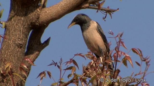 Rosy Starling - ML201323121