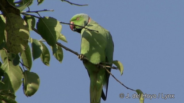 Rose-ringed Parakeet - ML201323141
