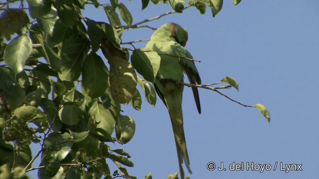 Rose-ringed Parakeet - ML201323151