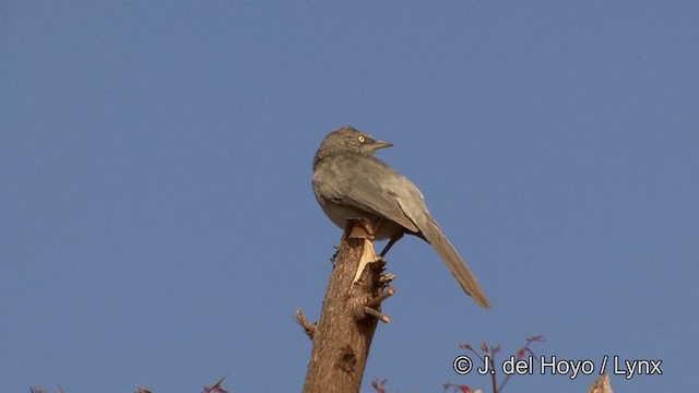 Large Gray Babbler - ML201323161