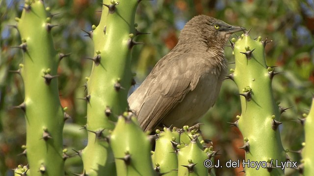 Large Gray Babbler - ML201323171