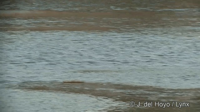 Small Pratincole - ML201323231