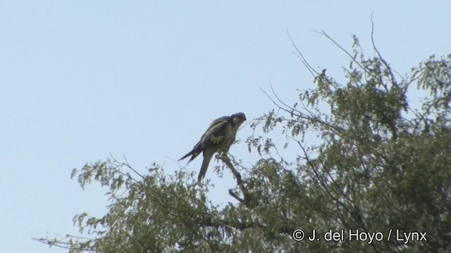 Halcón Yággar - ML201323411