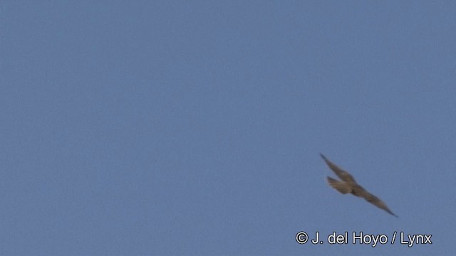 Laggar Falcon - ML201323441