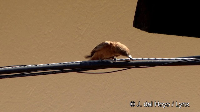 Ласточковый мухолов (bellicosa/pallidior) - ML201323481