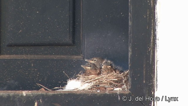 Cliff Flycatcher (Swallow) - ML201323541