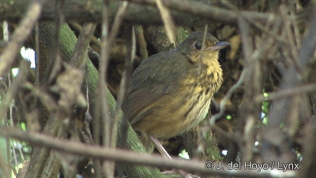 Amazonian Antpitta - ML201323551