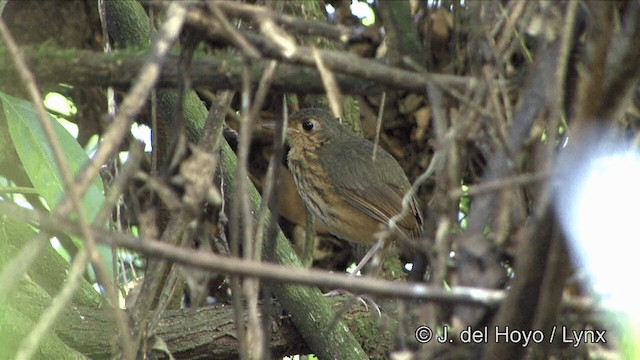 Amazonian Antpitta - ML201323561