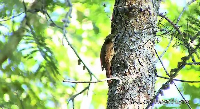 Dusky-capped Woodcreeper (Layard's) - ML201323621