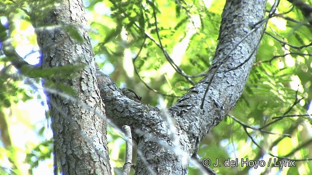 Rondoniabaumsteiger (Maranhaobaumsteiger) - ML201323631