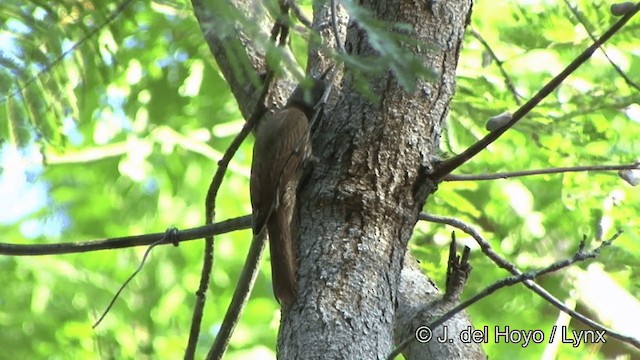 Dusky-capped Woodcreeper (Layard's) - ML201323641