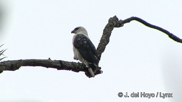 Schneebussard (albicollis) - ML201323651