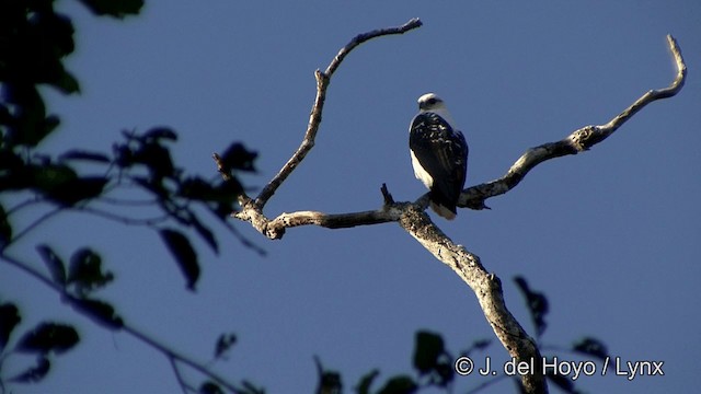 Busardo Blanco (albicollis) - ML201323661