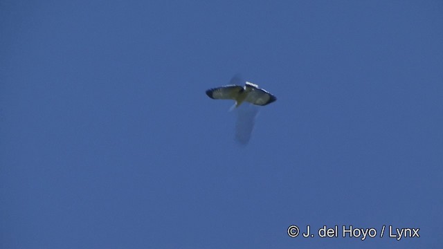 White Hawk (Black-tailed) - ML201323671