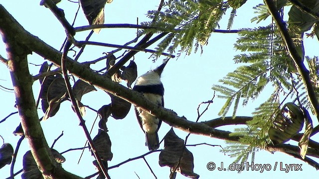 White-necked Puffbird - ML201323841