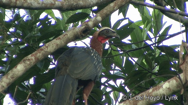 White-crested Guan - ML201323891