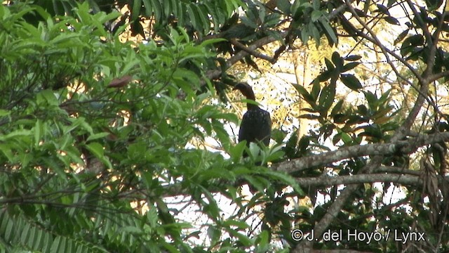 White-crested Guan - ML201323911