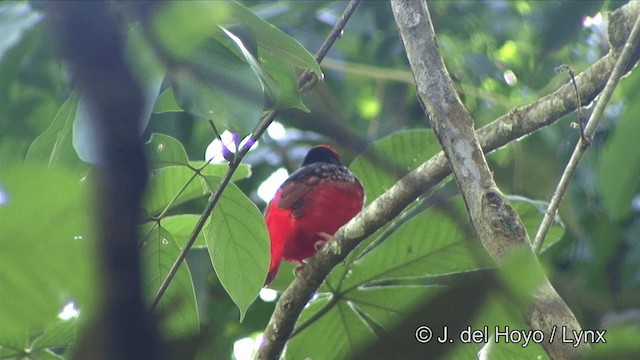 Cotinga Rojo Guayanés - ML201323921