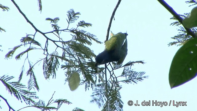 Blue-headed Parrot (Blue-headed) - ML201324011