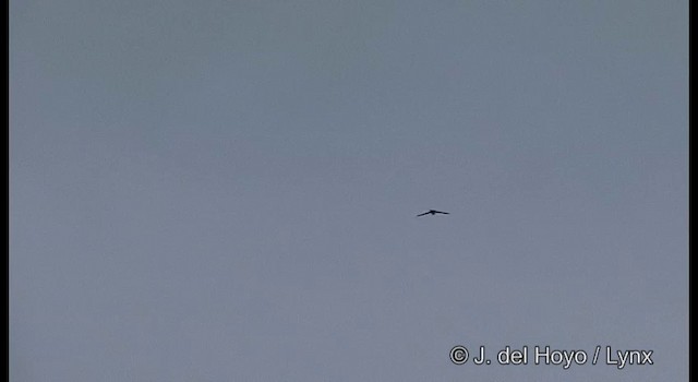 Glossy Swiftlet - ML201324051
