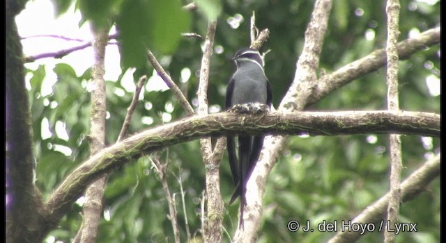 シラヒゲカンムリアマツバメ - ML201324061