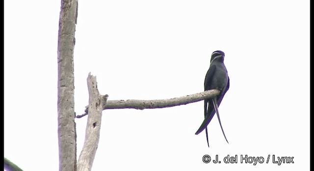 シラヒゲカンムリアマツバメ - ML201324071