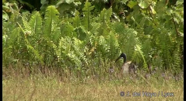 ibis australský - ML201324101