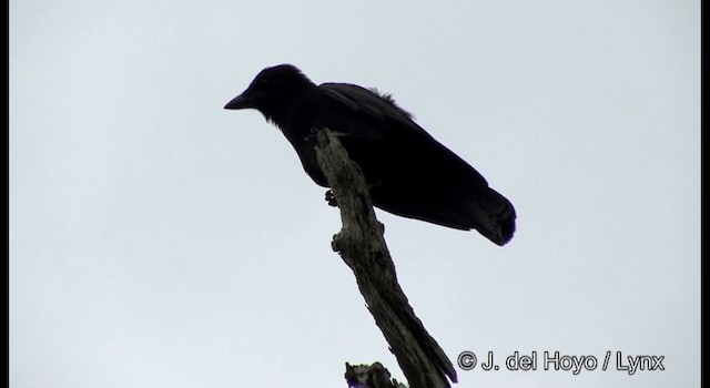 Corbeau calédonien - ML201324131