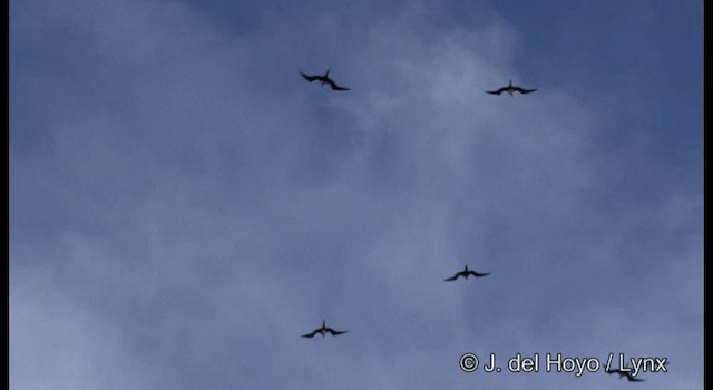 Lesser Frigatebird - ML201324161