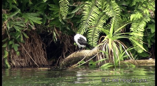 Little Pied Cormorant - ML201324211