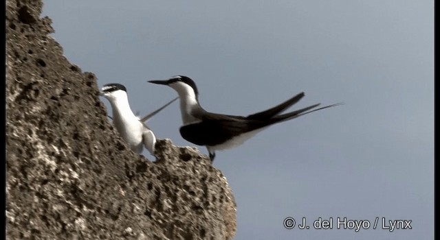 Bridled Tern - ML201324221